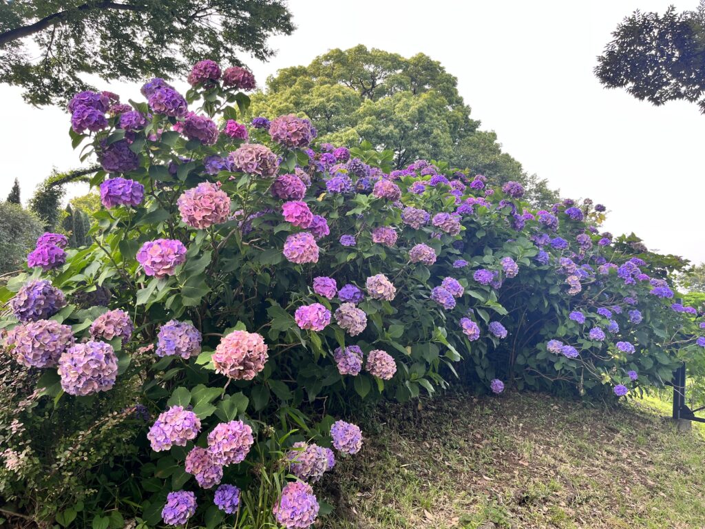 港の見える丘公園写真　紫陽花