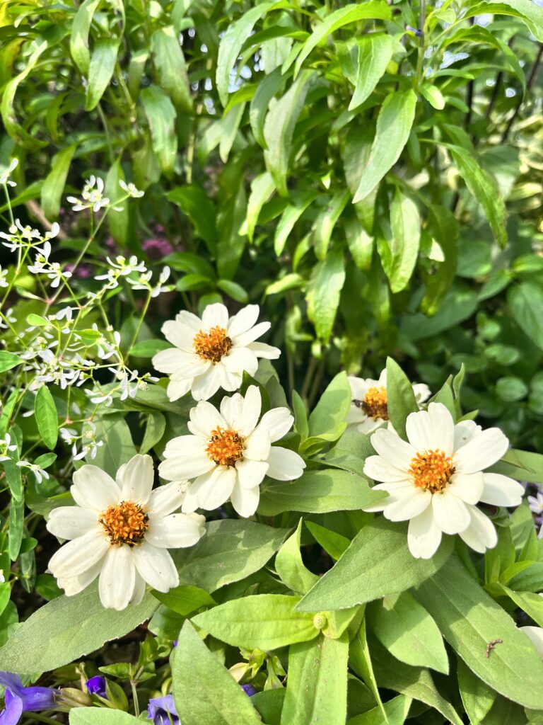 港の見える丘公園写真　花